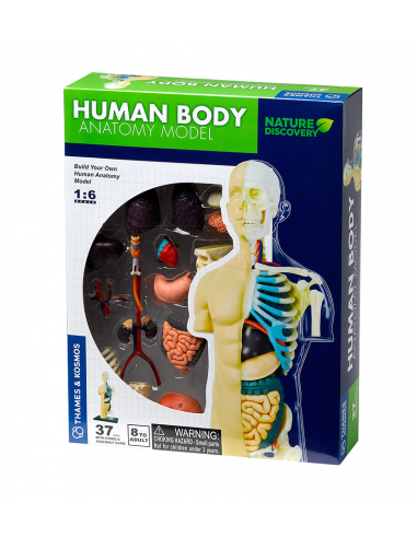 Modelo de anatomía del cuerpo humano